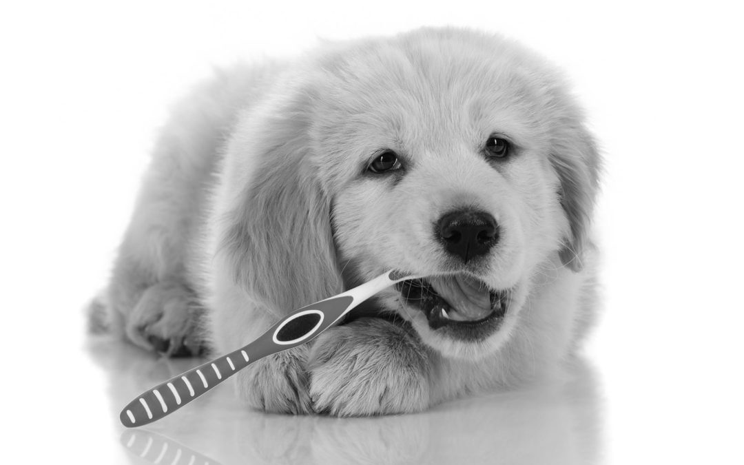 February is Pet Dental Health Month