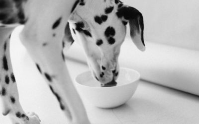 Hill’s Pet Food Voluntary Recall – Update