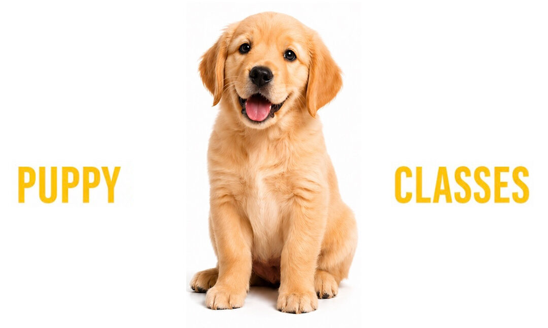 Puppy Classes!